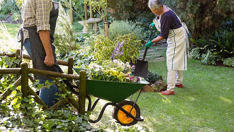 An older couple gardening with a wheelbarrow.