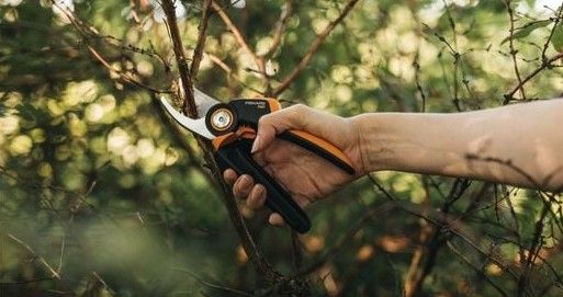 A hand using pruners to cut small branches from a tree.